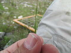 Enneapogon desvauxii