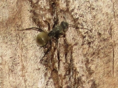 Camponotus arboreus