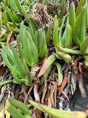 Carpobrotus edulis