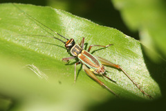 Phylloscyrtus amoenus