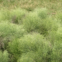 Baccharis notosergila