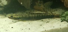 Stiphodon