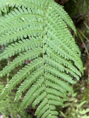 Dryopteris filix-mas