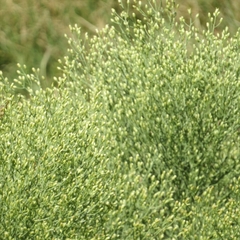 Baccharis notosergila