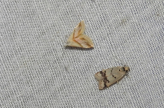 Eublemma roseana