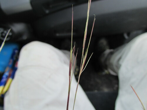 Image of Aristida havardii by (c) Carlos Martorell, some rights reserved (CC BY)