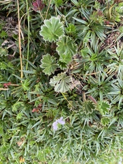 Alchemilla orbiculata