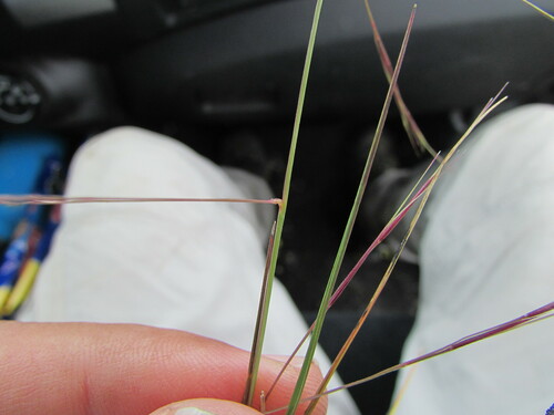 Image of Aristida havardii by (c) Carlos Martorell, some rights reserved (CC BY)