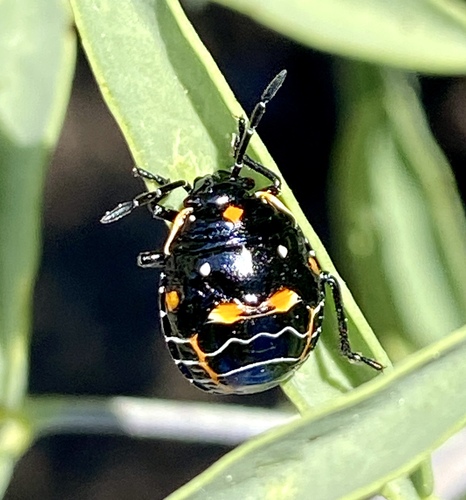 iNaturalist observation photo of Harlequin Bug