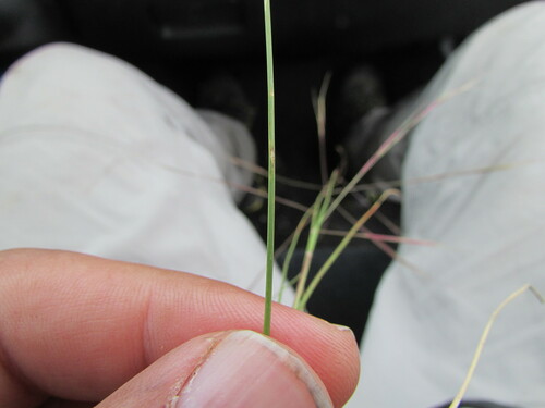 Image of Aristida havardii by (c) Carlos Martorell, some rights reserved (CC BY)