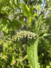 Itea