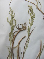 Poa trivialis
