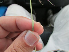 Aristida havardii