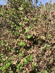 Ribes californicum