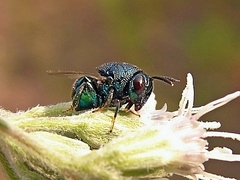 Perilampus hyalinus