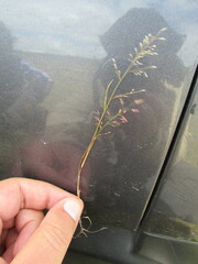 Eragrostis mexicana