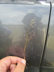 Eragrostis mexicana