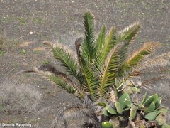 Phoenix canariensis