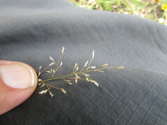 Eragrostis mexicana