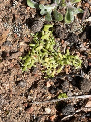 Callitriche marginata