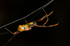 Trichonephila plumipes