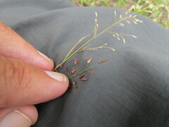 Eragrostis mexicana