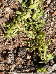 Callitriche marginata