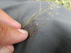 Eragrostis mexicana