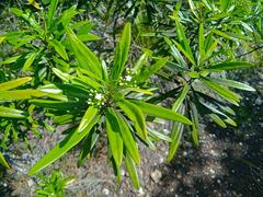 Rauvolfia semperflorens