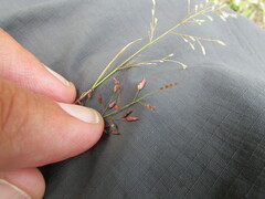 Eragrostis mexicana