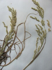 Poa trivialis