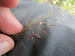 Eragrostis mexicana