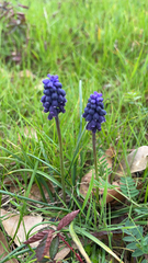 Muscari neglectum