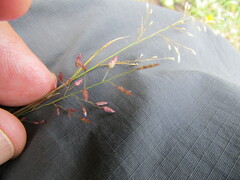 Eragrostis mexicana