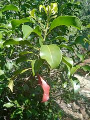 Elaeocarpus seringii