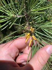 Persoonia linearis