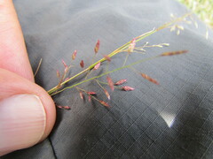 Eragrostis mexicana