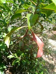 Elaeocarpus seringii