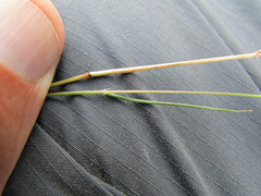 Eragrostis mexicana