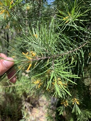 Persoonia linearis