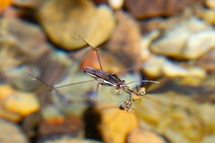 Limnogonus fossarum gilguy