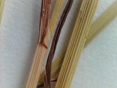 Poa trivialis