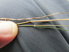 Eragrostis mexicana