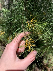 Persoonia linearis