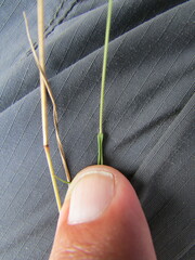 Eragrostis mexicana