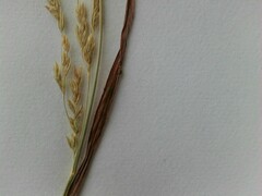 Poa trivialis