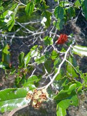 Alphitonia neocaledonica