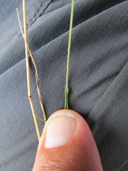Eragrostis mexicana