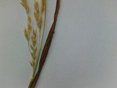 Poa trivialis