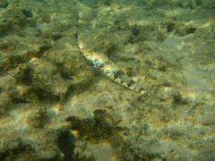 Synodus dermatogenys